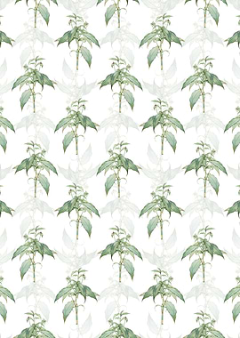 Commelina Zanonia Pattern