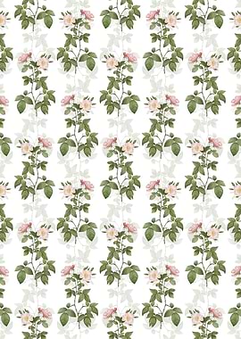 Red Bramble Leaved Rose