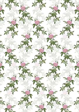 White Pink Boursault Rose