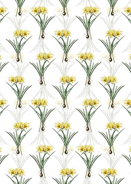 Golden Hurricane Lily