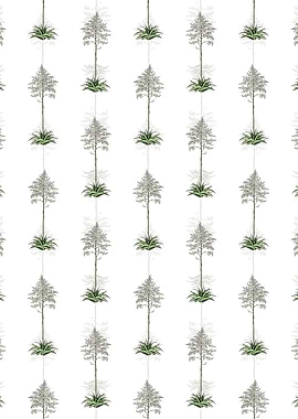 White Giant Cabuya Pattern