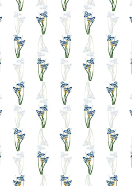 White Sapphire Patersonia