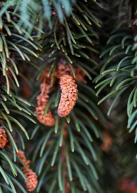 Young fir cones