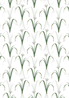 Small Flowered Pancratium