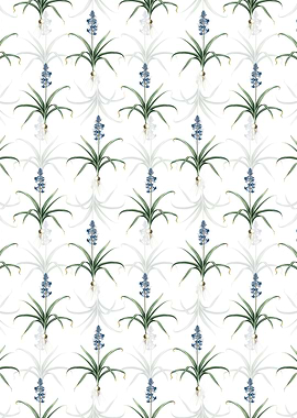 Scilla Patula Pattern