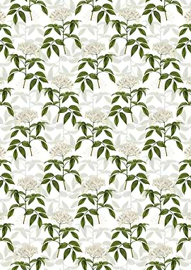 Elderberry Flowering Plant