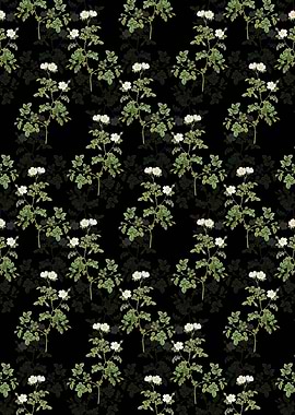 White Sweetbriar Rose