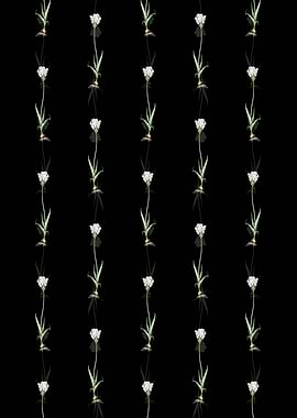 Chincherinchee Pattern