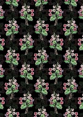 Black The Chinese Primrose