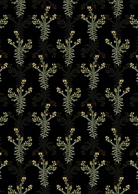 Black Yellow Gorse Flower