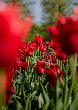 Field of Red Tulips