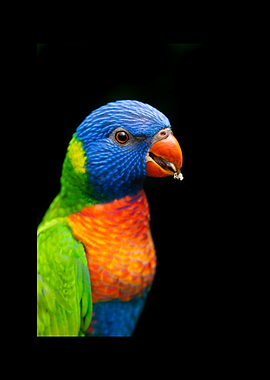 Parrot