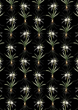 Streambank Spiderlily