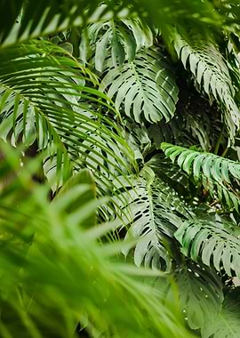 Swiss Cheese Monstera