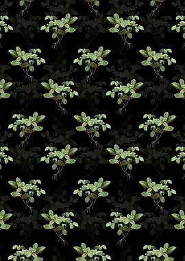 American Wintergreen Plant