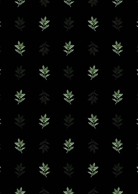 Black Buxus Colchica Twig