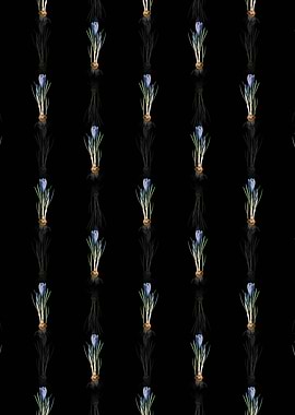 Spring Crocus Pattern