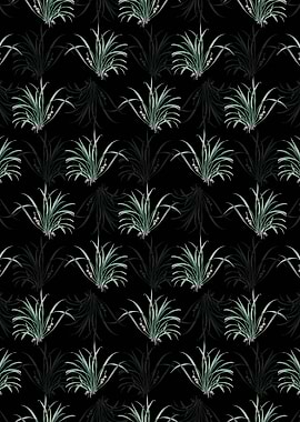Sansevieria Carnea Pattern