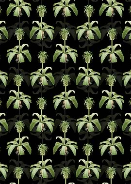 Eucomis Regia Pattern