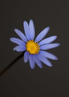 Blue star flower blossom