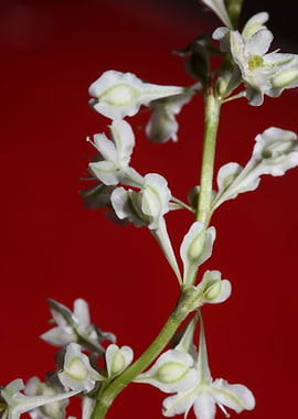 Fallopia flowering macro