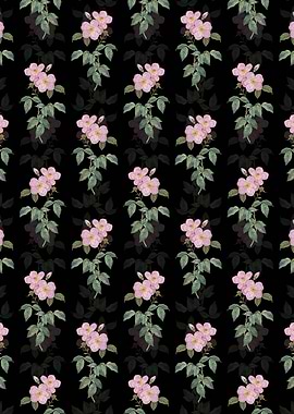 Tea Scented Roses Bloom