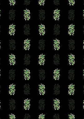 Black Hairy Black Hawthorn