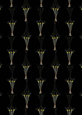 Black Cloth of Gold Crocus