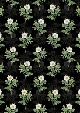 Twin Flowered White Rose