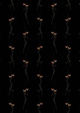 Black Gladiolus Watsonius