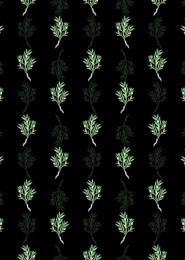 Black Two Edged Dendrobium