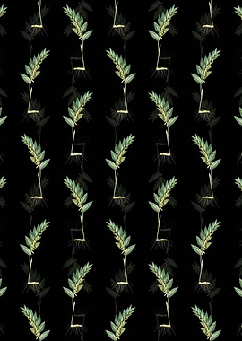 Angular Solomons Seal