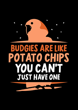 Budgie Budgeriga