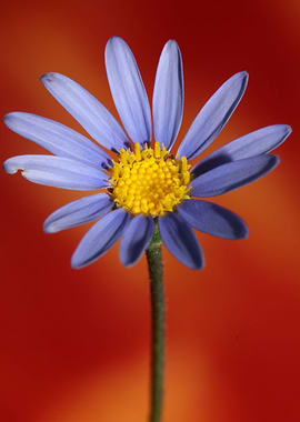Felicia blue flower macro