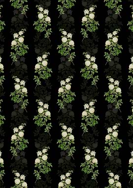 Germander Meadowsweet