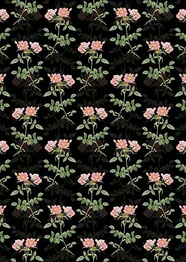 Lady Monson Rose Bloom