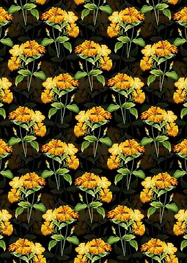 Black Lychnis Grandiflora