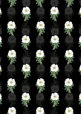 Black Mexican Poppy Branch