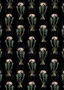 Lily of the Incas Pattern