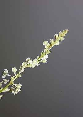 Fallopia flowering macro