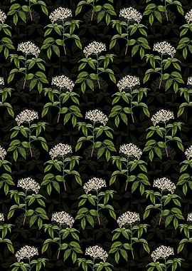 Elderberry Flowering Plant