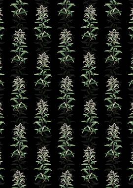 Black Lemon Verbena Branch