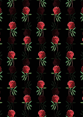 Black Potts Chinese Peony