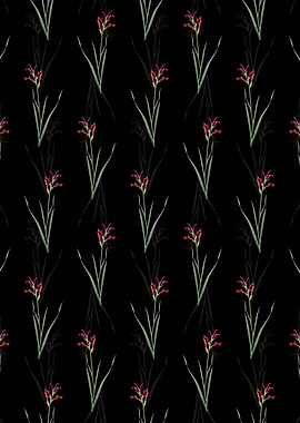 Gladiolus Cunonius Pattern