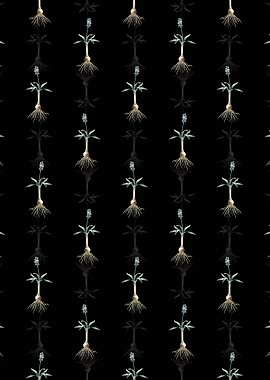 Scilla Lingulata Pattern