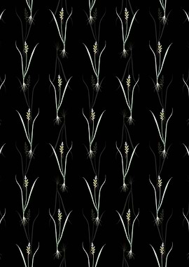 Lachenalia Pallida Pattern