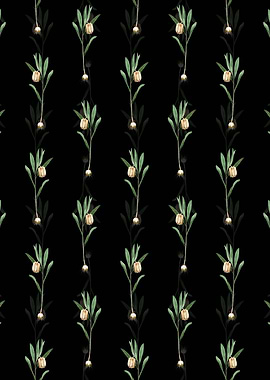 Fritillaria Latifolia