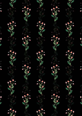 Captain Mangles Rhodanthe