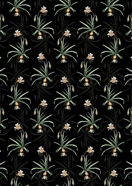 Amaryllis Broussonetii