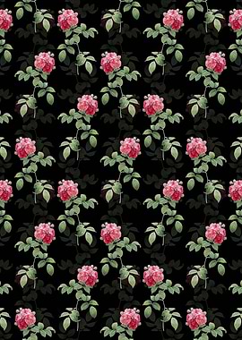 Black Seven Sisters Roses